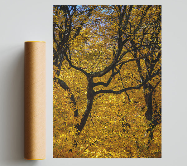 Golden Branch Intertwined Print