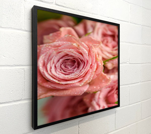 Pink Dewy Roses