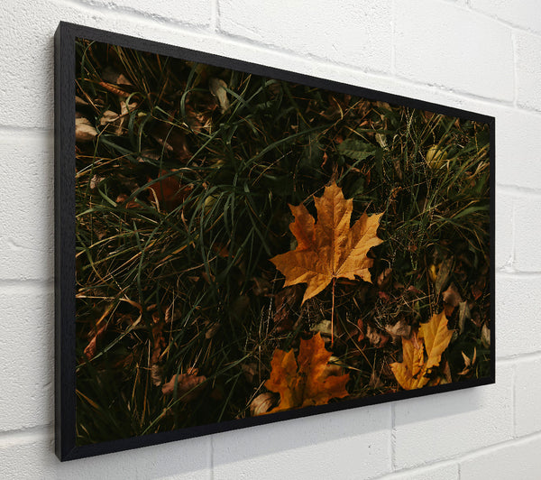 Golden Autumn Leaf