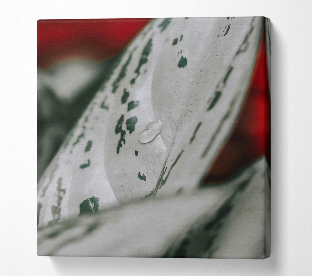  A Canvas Print of Silver Leaf Dewdrop Canvas Wall Art