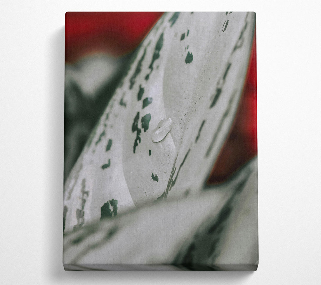  A Canvas Print of Silver Leaf Dewdrop Canvas Wall Art