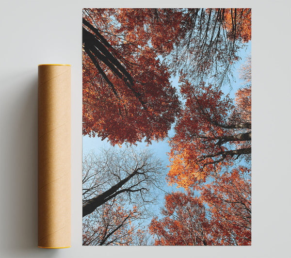 Crimson Canopy View Giclee Print