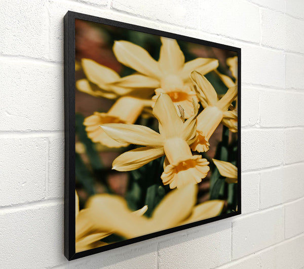 Golden Daffodil Embrace