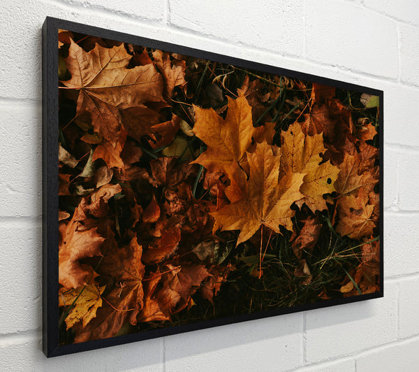 Golden Autumn Leaves