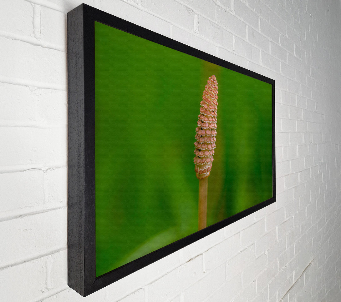  A Canvas Print of Pink Spring Bloom Canvas Print