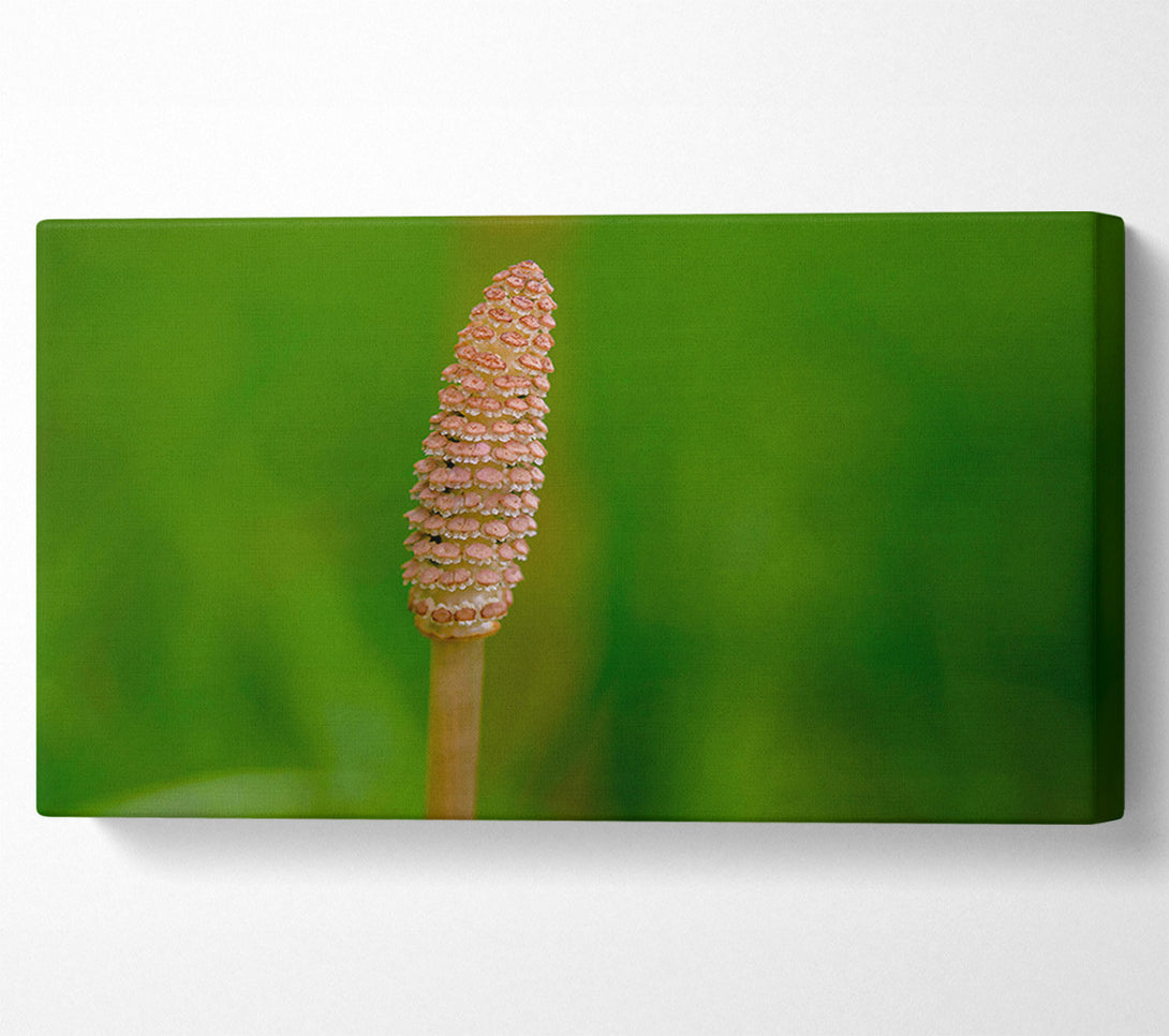  A Canvas Print of Pink Spring Bloom Canvas Print