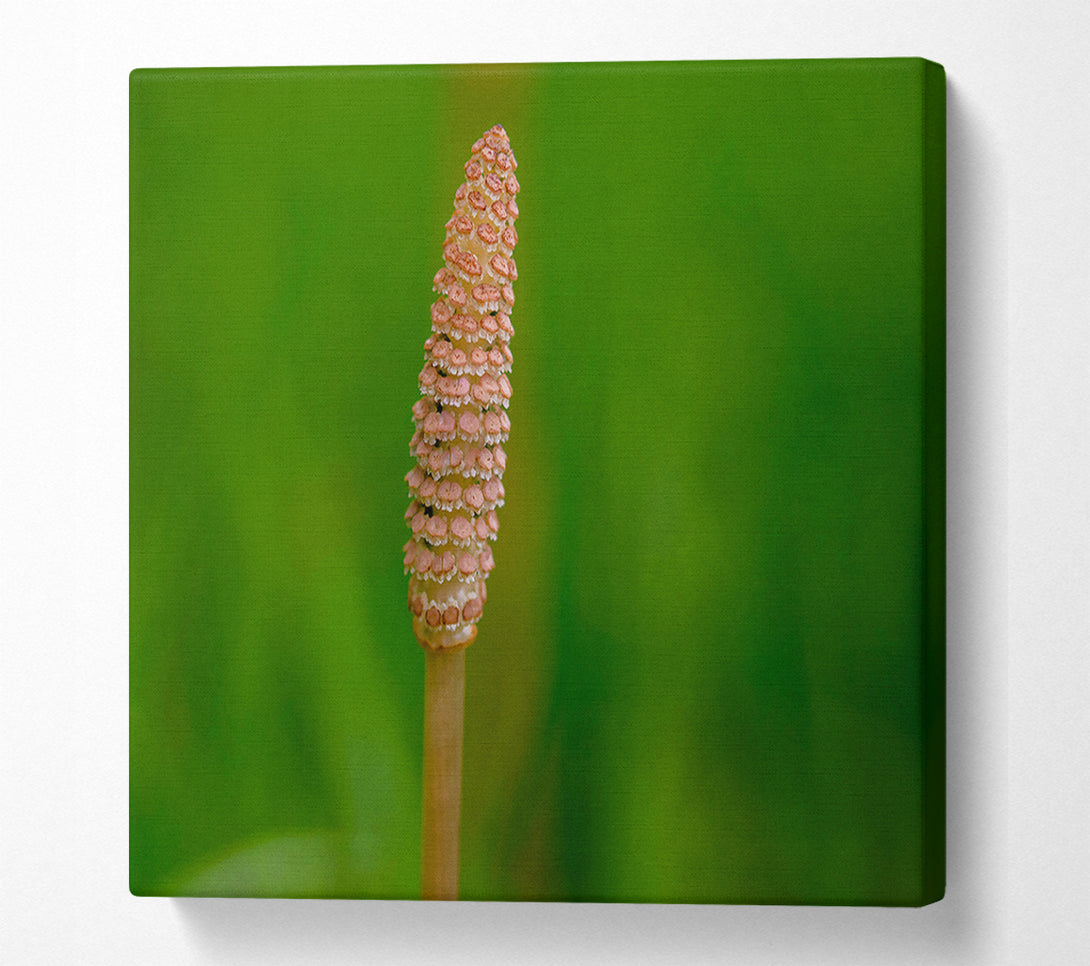  A Canvas Print of Pink Spring Bloom Canvas Print