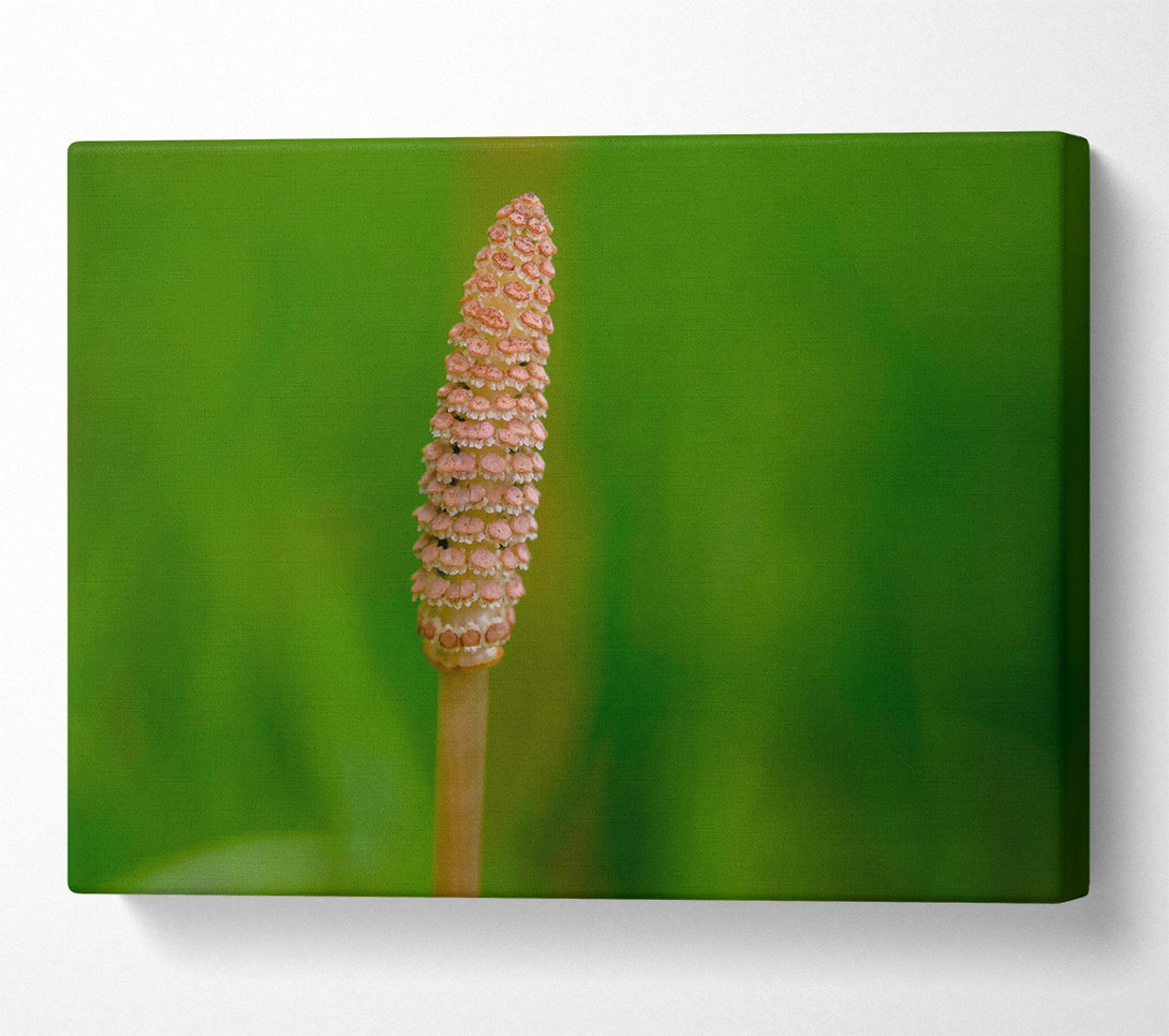  A Canvas Print of Pink Spring Bloom Canvas Print