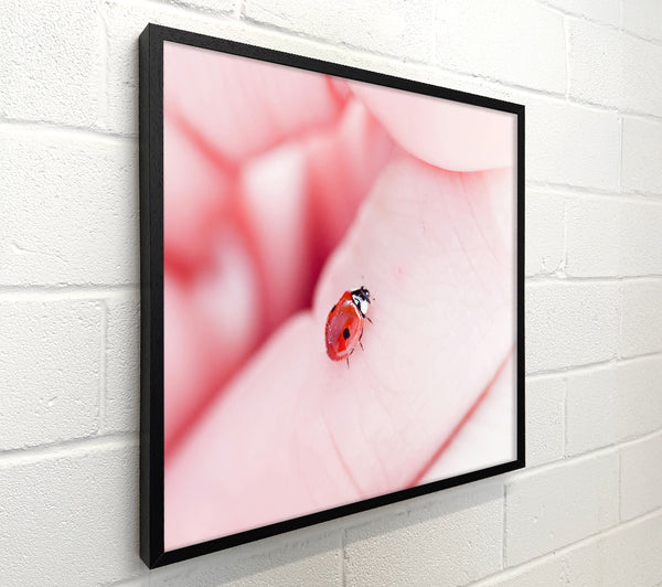 Pink Lady Bug