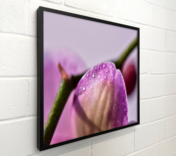 Purple Petal Dewdrops
