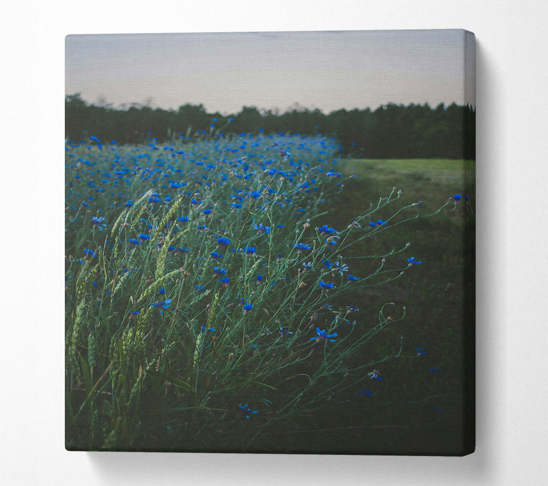  A Canvas Print of Azure Field Of Dreams Canvas Art