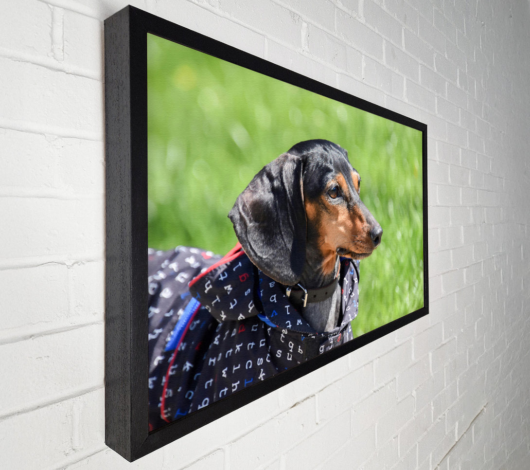  A Canvas Print of Black & Tan Gaze Canvas Wall Art