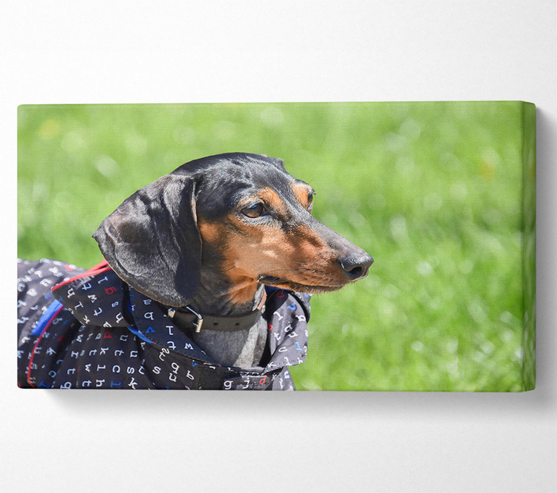 A Canvas Print of Black & Tan Gaze Canvas Wall Art