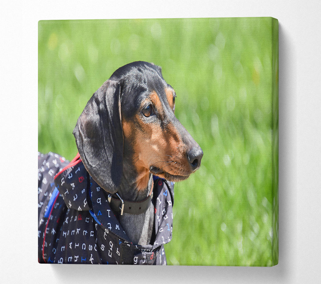  A Canvas Print of Black & Tan Gaze Canvas Wall Art