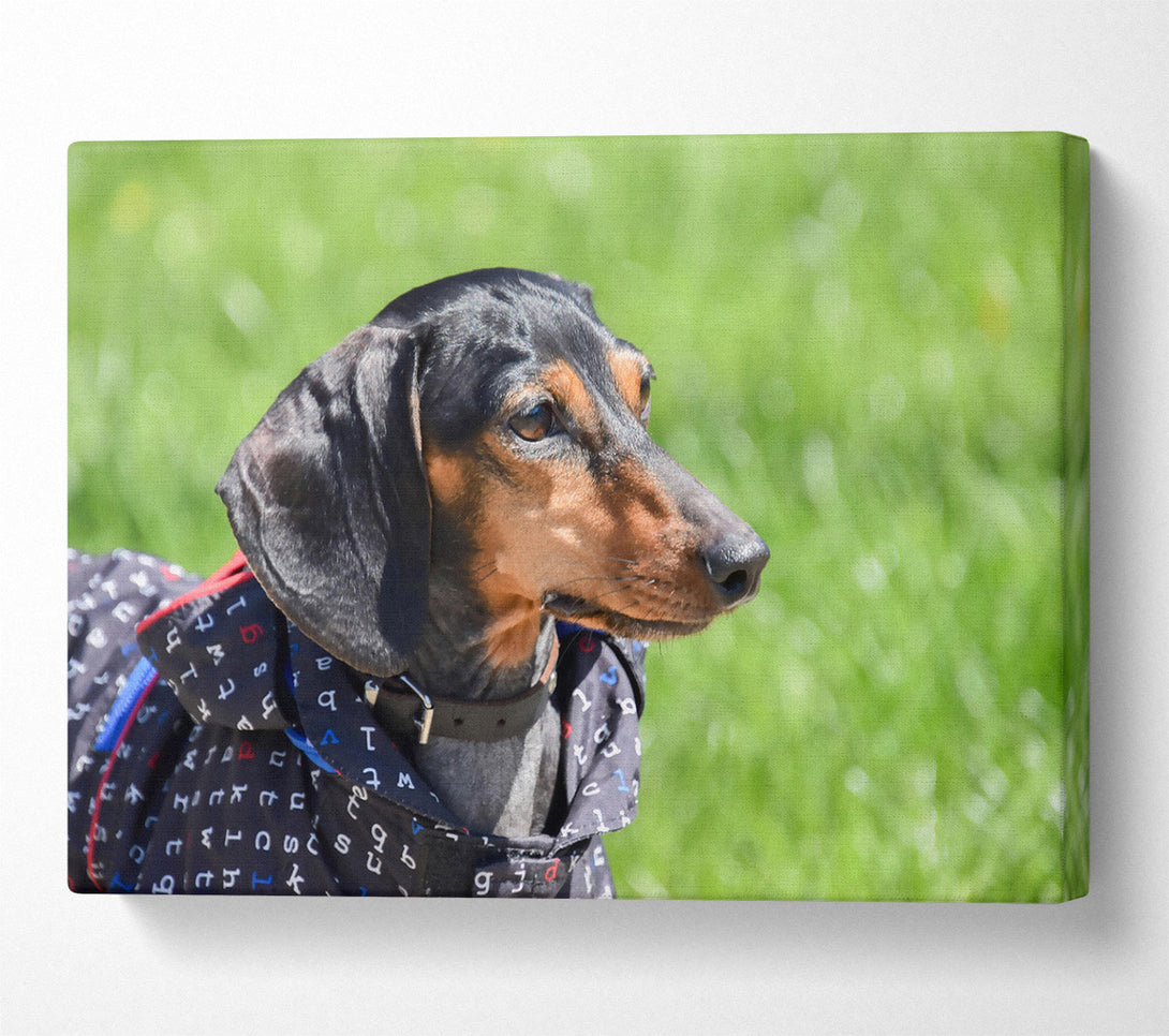  A Canvas Print of Black & Tan Gaze Canvas Wall Art