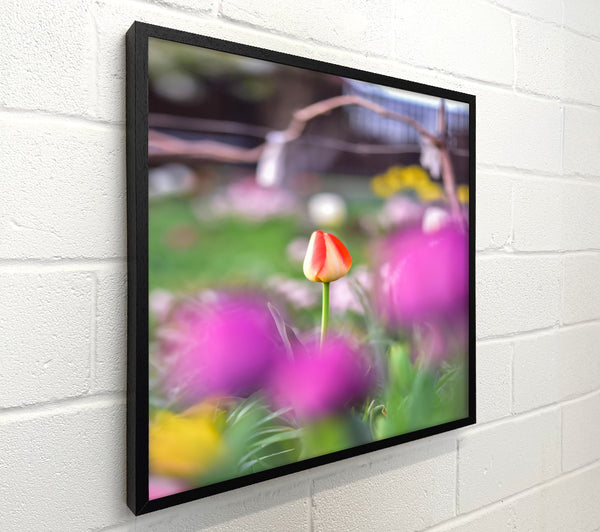 Red Tulip In Bloom