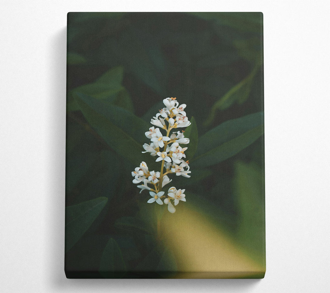  A Canvas Print of Green And White Blooms Canvas Art