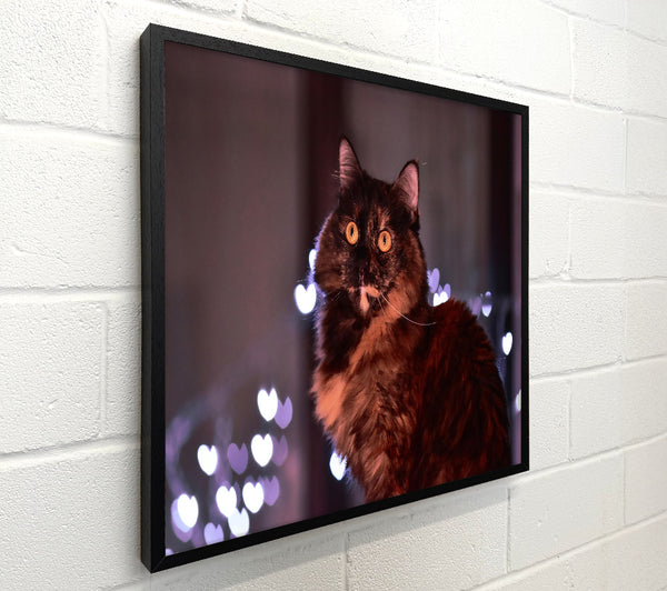 Brown Cat In Lights