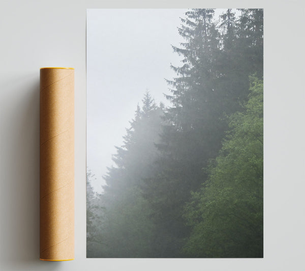 Green Foggy Pines Poster