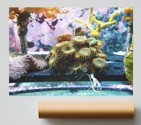 Golden Coral Bloom Giclee Print