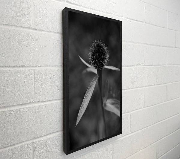 Black And White Bud Bloom
