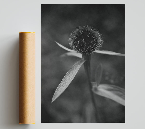 Black And White Bud Bloom Giclee Print