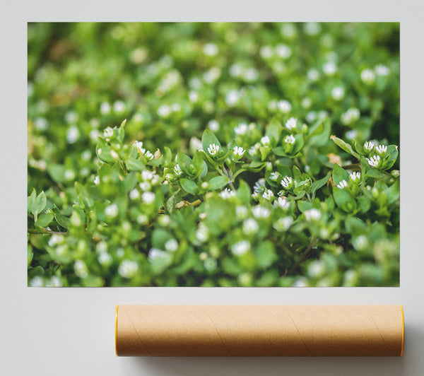 Emerald Sprigs Of White Poster