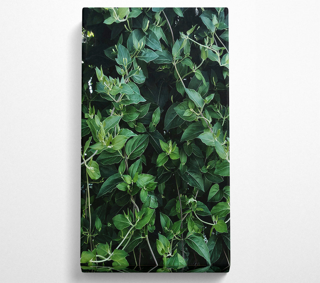  A Canvas Print of Emerald Green Vines Canvas Wall Art