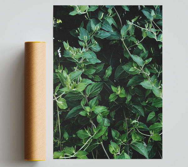 Emerald Green Vines Giclee Print