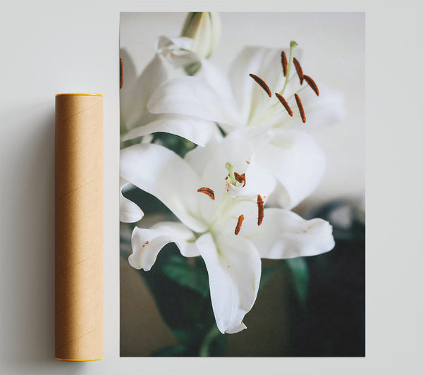 White Lily'S Embrace Poster