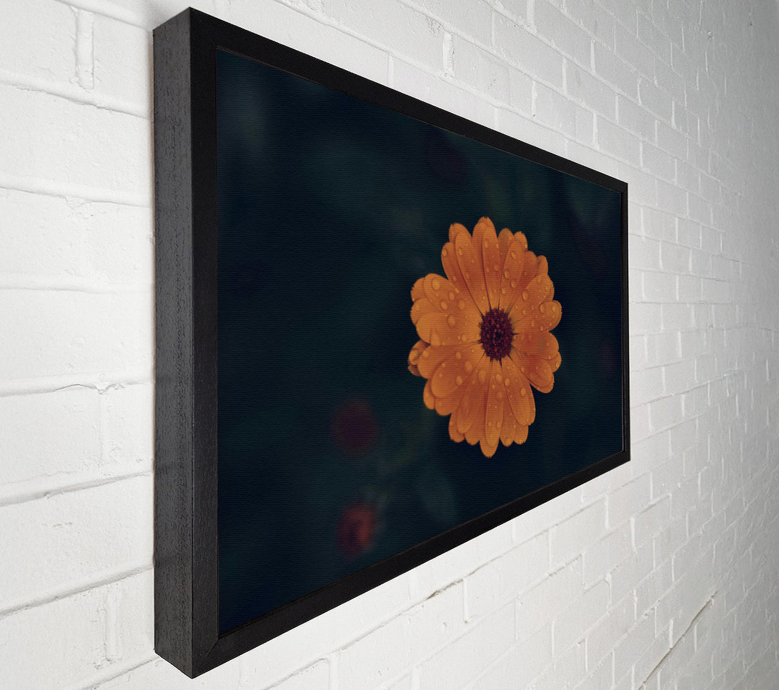  A Canvas Print of Orange Dewdrop Bloom Canvas Print
