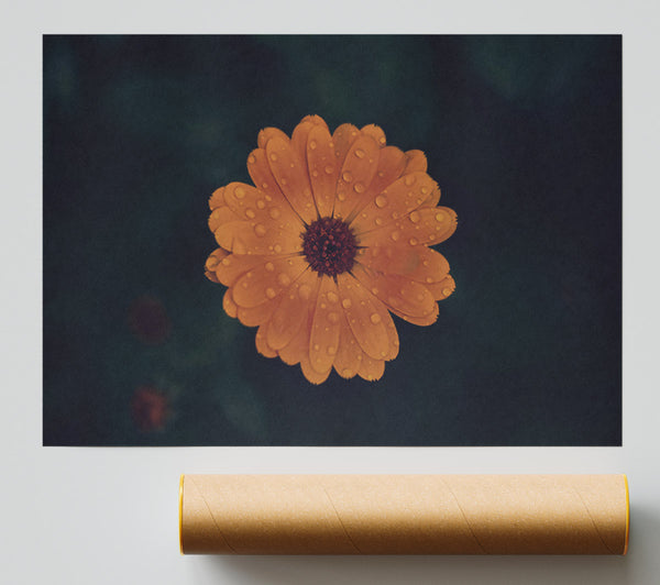 Orange Dewdrop Bloom Giclee Print