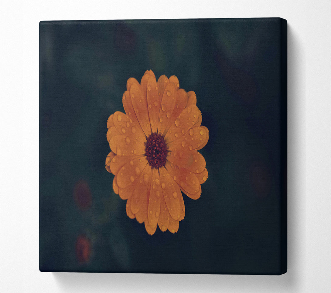  A Canvas Print of Orange Dewdrop Bloom Canvas Print