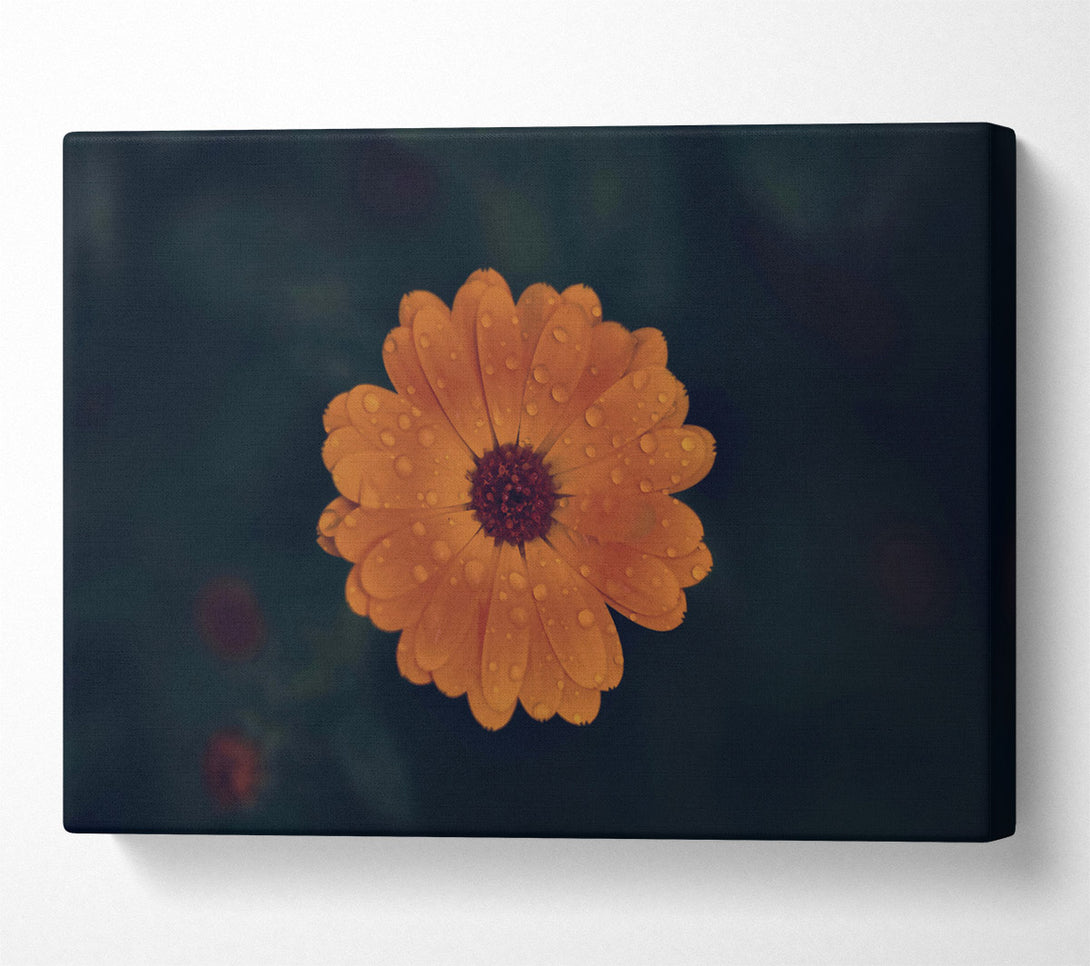  A Canvas Print of Orange Dewdrop Bloom Canvas Print