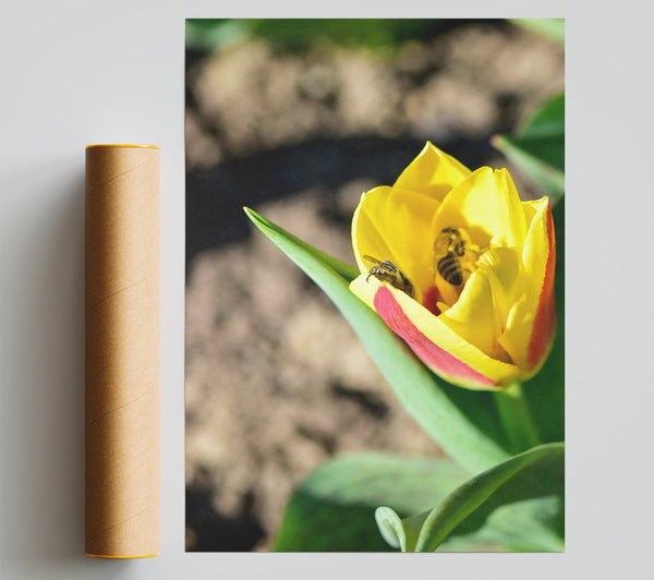Golden Tulip Embrace Giclee Print