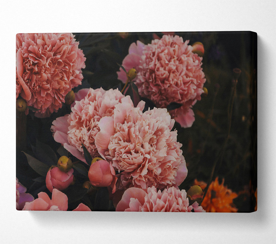  A Canvas Print of Blush Peony Bloom Canvas Wall Art