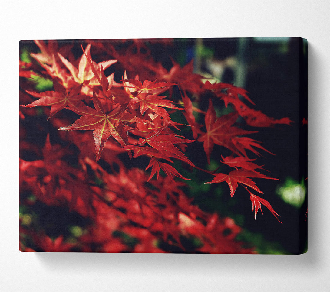  A Canvas Print of Crimson Autumn Leaves Canvas Wall Art