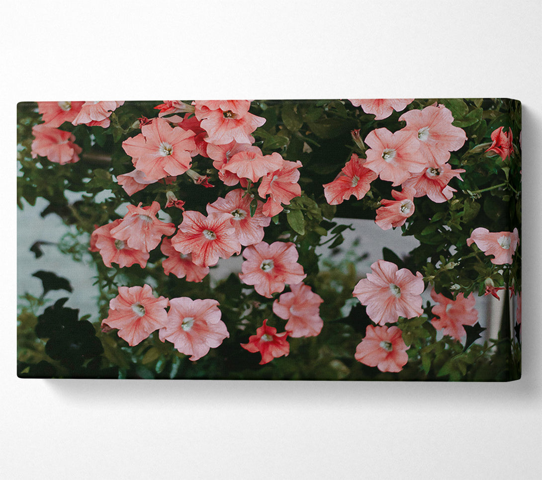 A Canvas Print of Coral Petals Bloom Canvas Art