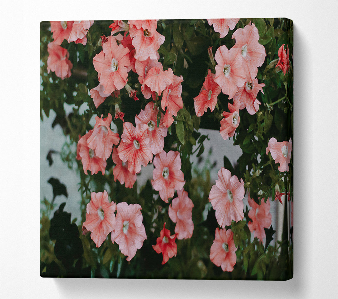  A Canvas Print of Coral Petals Bloom Canvas Art