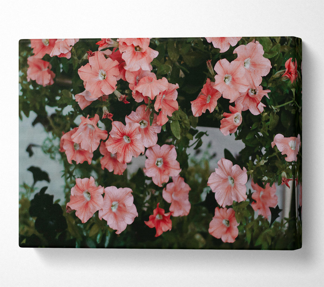  A Canvas Print of Coral Petals Bloom Canvas Art