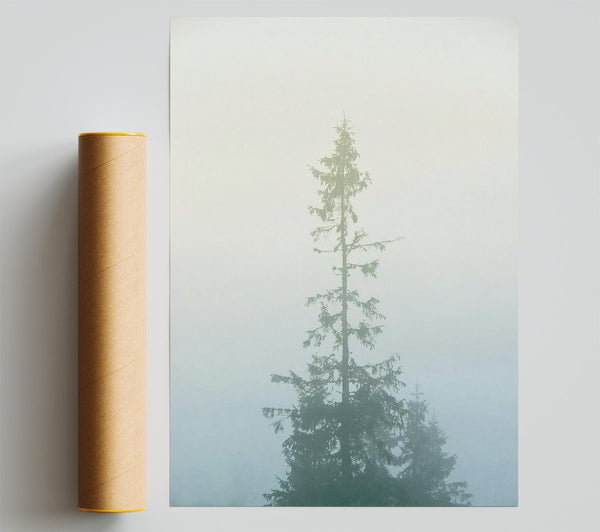 Pale Green Foggy Pine Poster