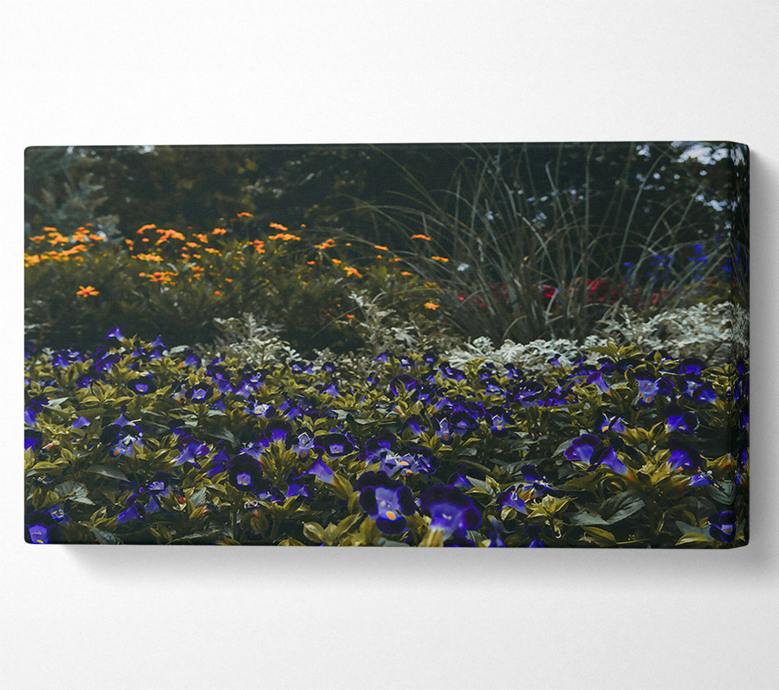  A Canvas Print of Indigo Flower Field Canvas Print