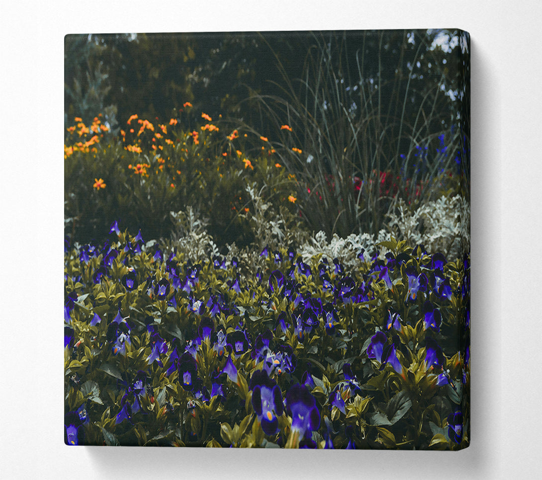  A Canvas Print of Indigo Flower Field Canvas Print