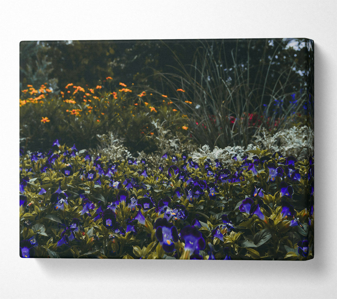  A Canvas Print of Indigo Flower Field Canvas Print