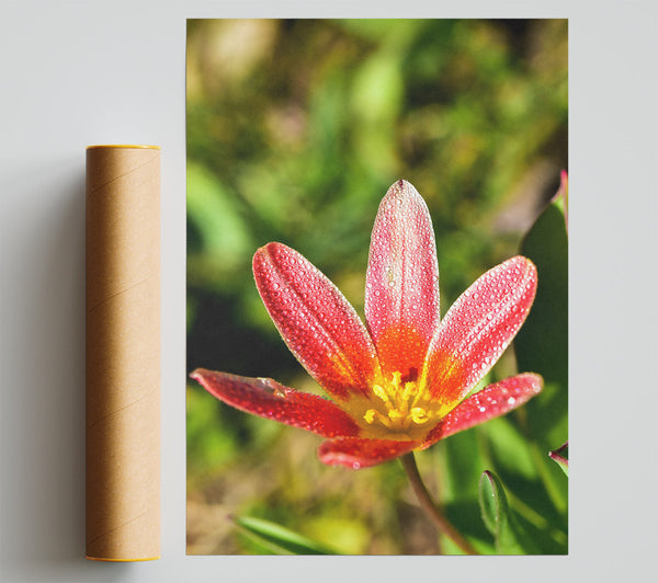 Dewy Red Blossom Giclee Print