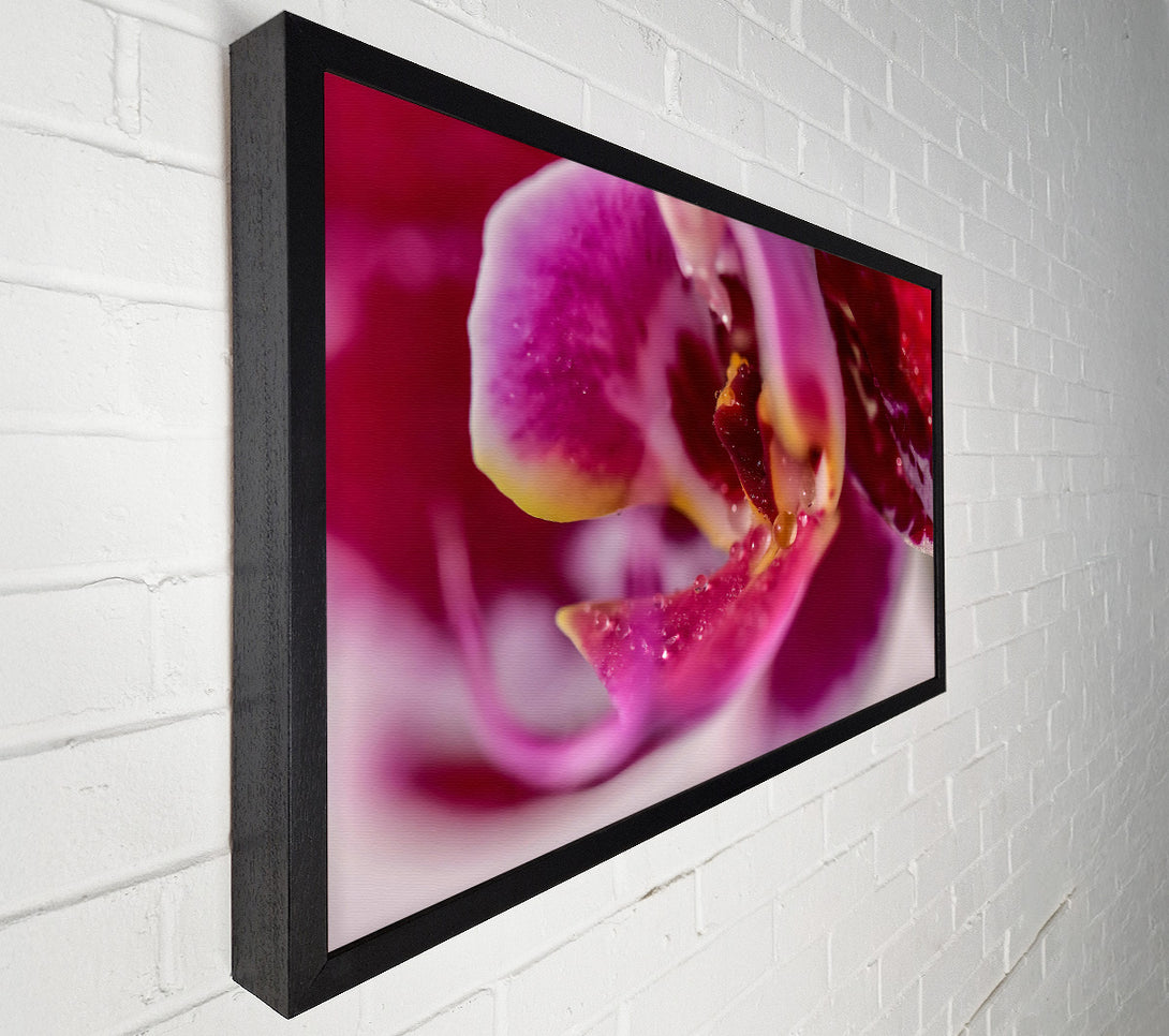 A Canvas Print of Crimson Orchid Petal Canvas Print