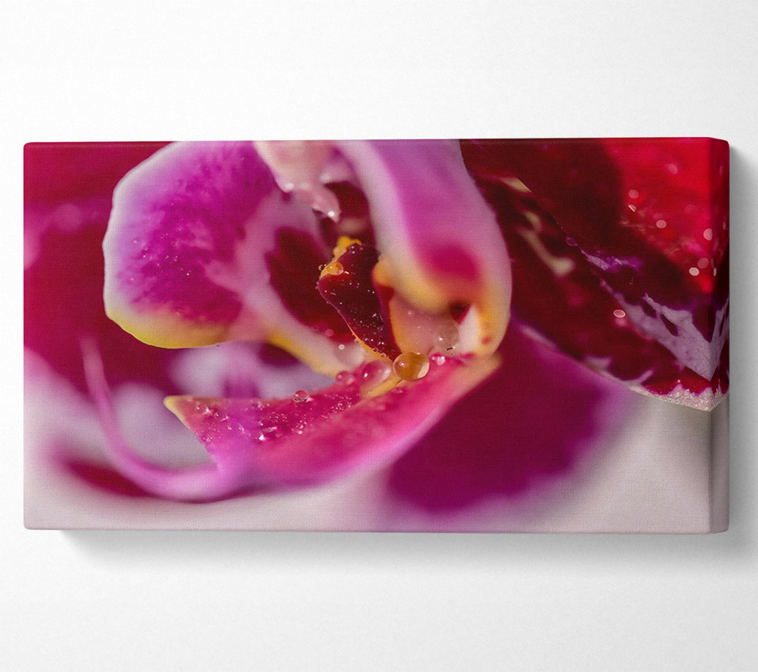  A Canvas Print of Crimson Orchid Petal Canvas Print
