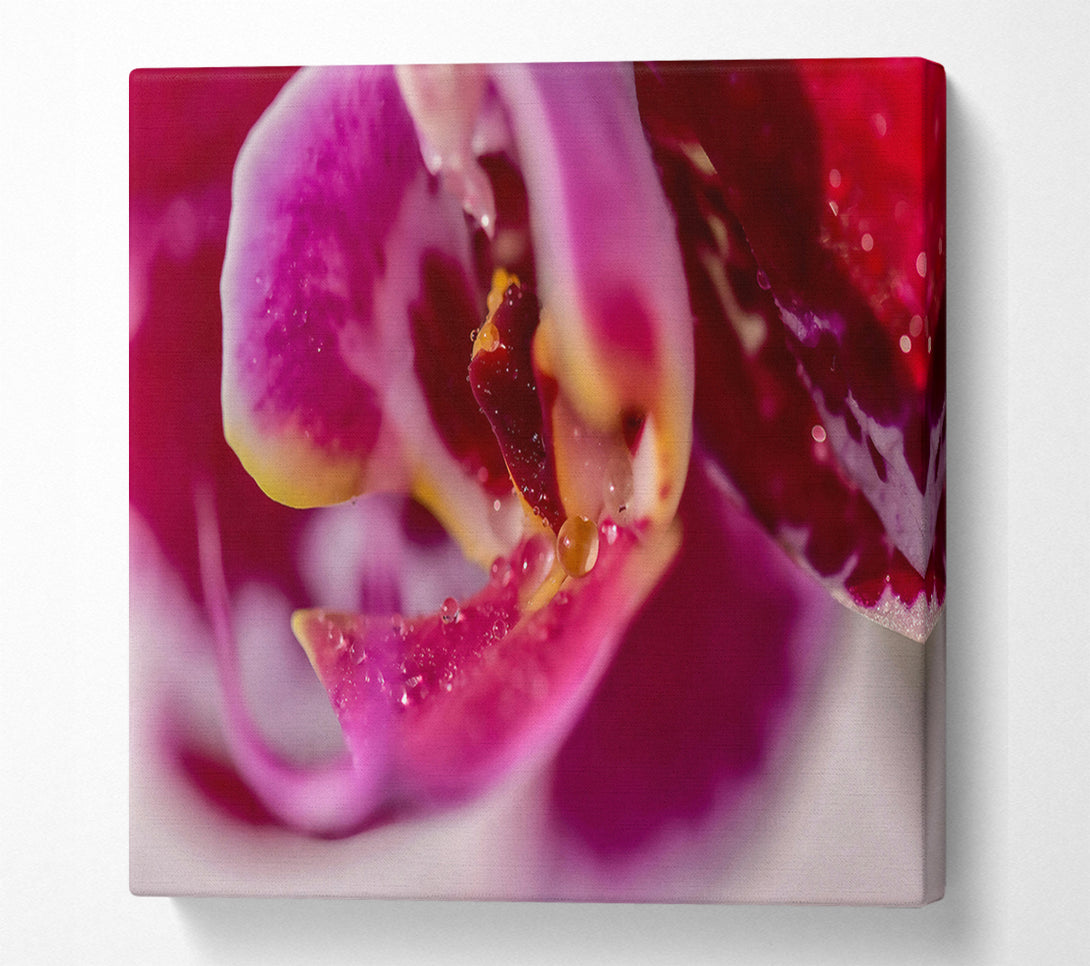  A Canvas Print of Crimson Orchid Petal Canvas Print