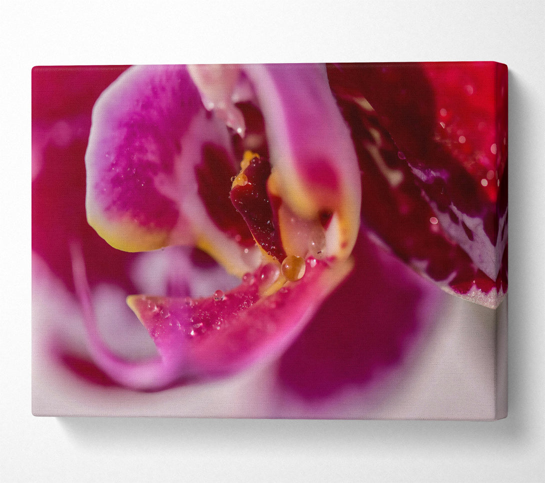  A Canvas Print of Crimson Orchid Petal Canvas Print