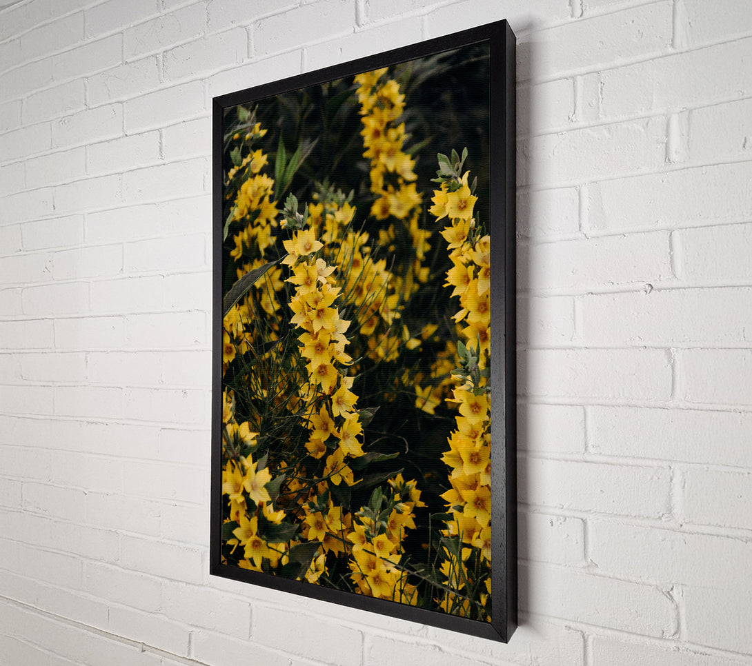  A Canvas Print of Golden Summer Blossoms Canvas Print